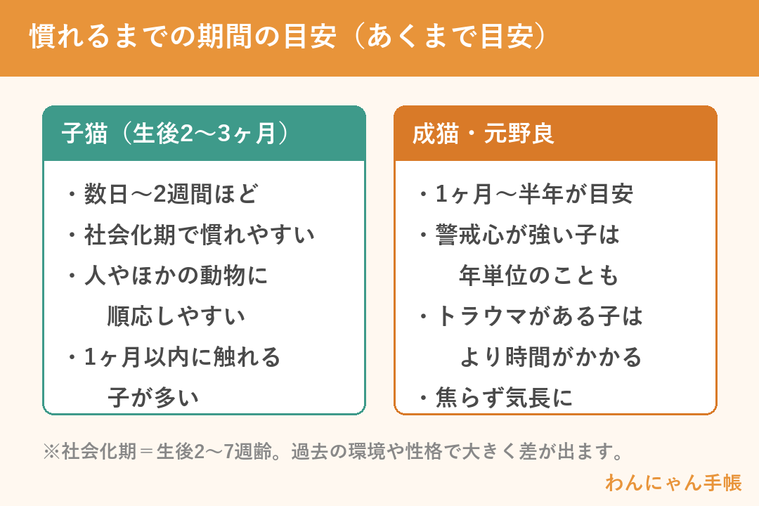 保護猫が慣れるまでの期間の目安（子猫と成猫・元野良の比較）