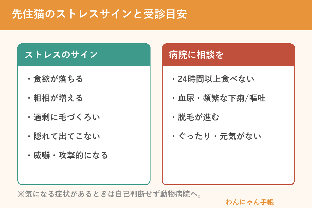先住猫のストレスサインと、動物病院に相談する目安