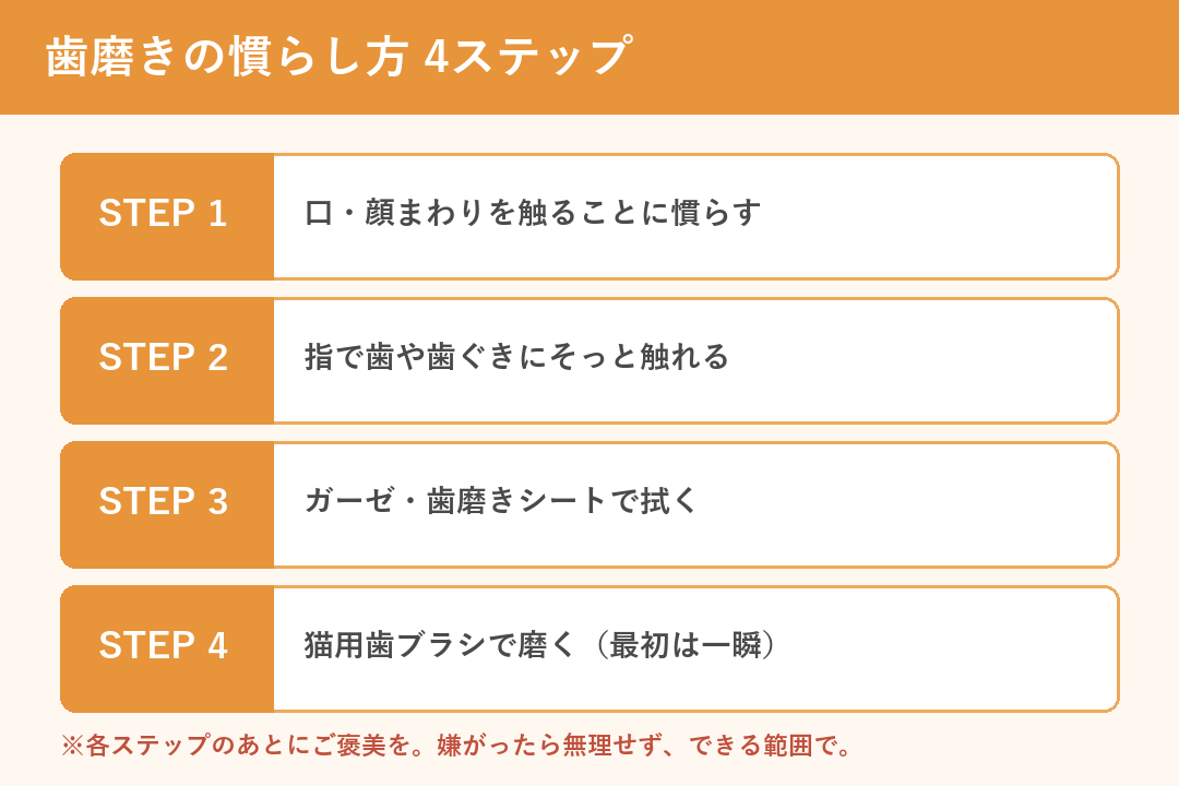 猫の歯磨きの慣らし方4ステップ（触る→指→シート→歯ブラシ）