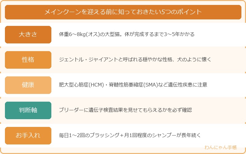 メインクーンを迎える前に知っておきたい4つのポイント