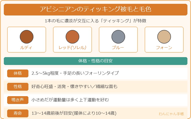アビシニアンのティッキング被毛と毛色の違い