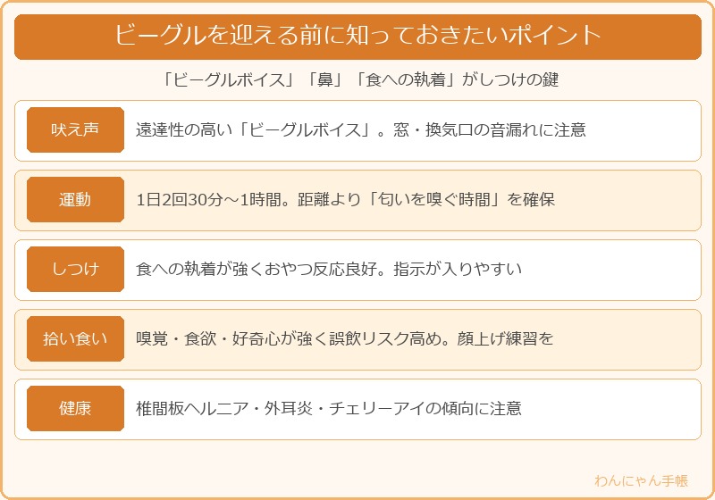 ビーグルを迎える前に知っておきたいポイント