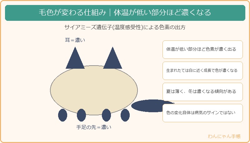毛色が変わる仕組みの図解