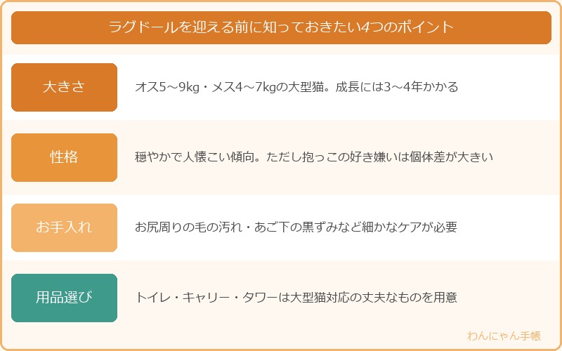 ラグドールを迎える前に知っておきたい4つのポイント