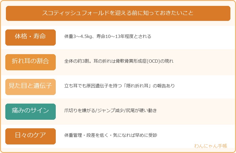 スコティッシュフォールドを迎える前に知っておきたいこと