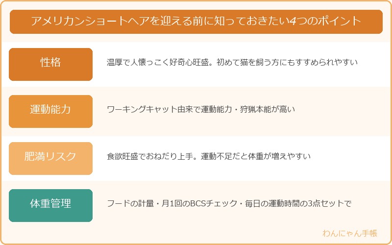 アメリカンショートヘアを迎える前に知っておきたい4つのポイント
