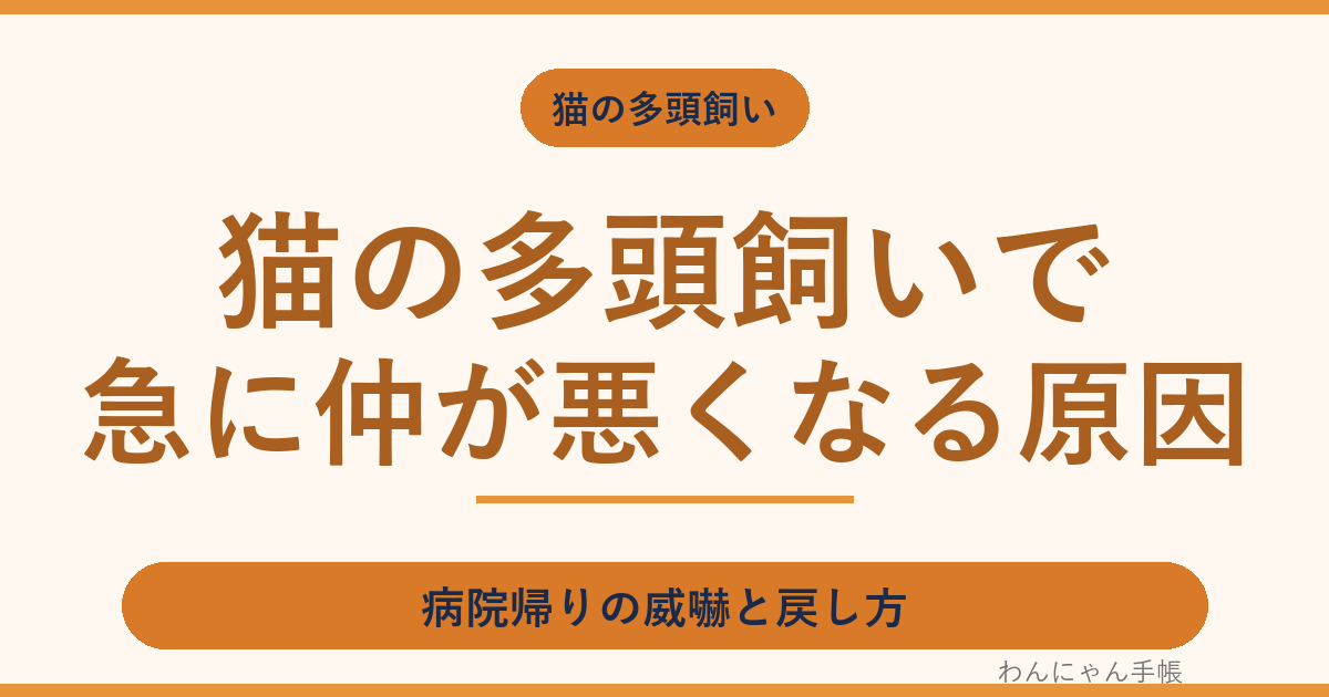 猫の多頭飼いで急に仲が悪くなる原因|病院帰りの威嚇と戻し方