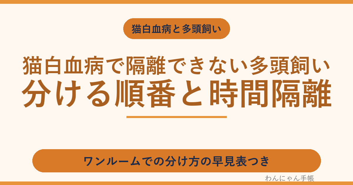 猫白血病で隔離できない多頭飼い|ワンルームでの分け方と時間隔離